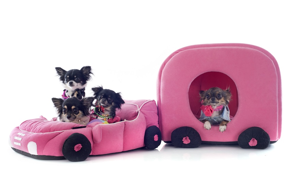 cute small dogs caravan